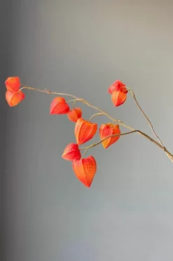 Kunstliche Blumen|Pip Studio Pip Kunstliche Blumen Fall Beauty