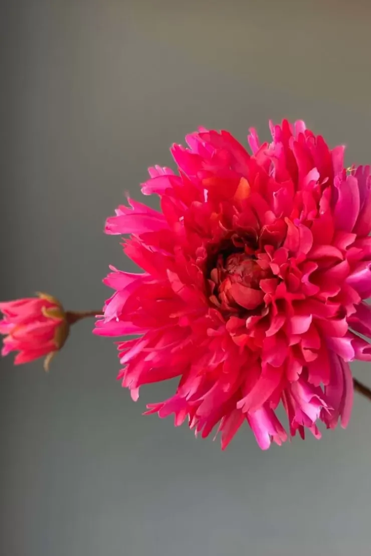 Kunstliche Blumen|Pip Studio Pip Kunstliche Blumen Fall Beauty