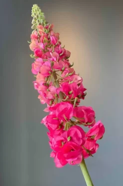 Kunstliche Blumen|Pip Studio Pip Kunstliche Blumen Sunset Kiss