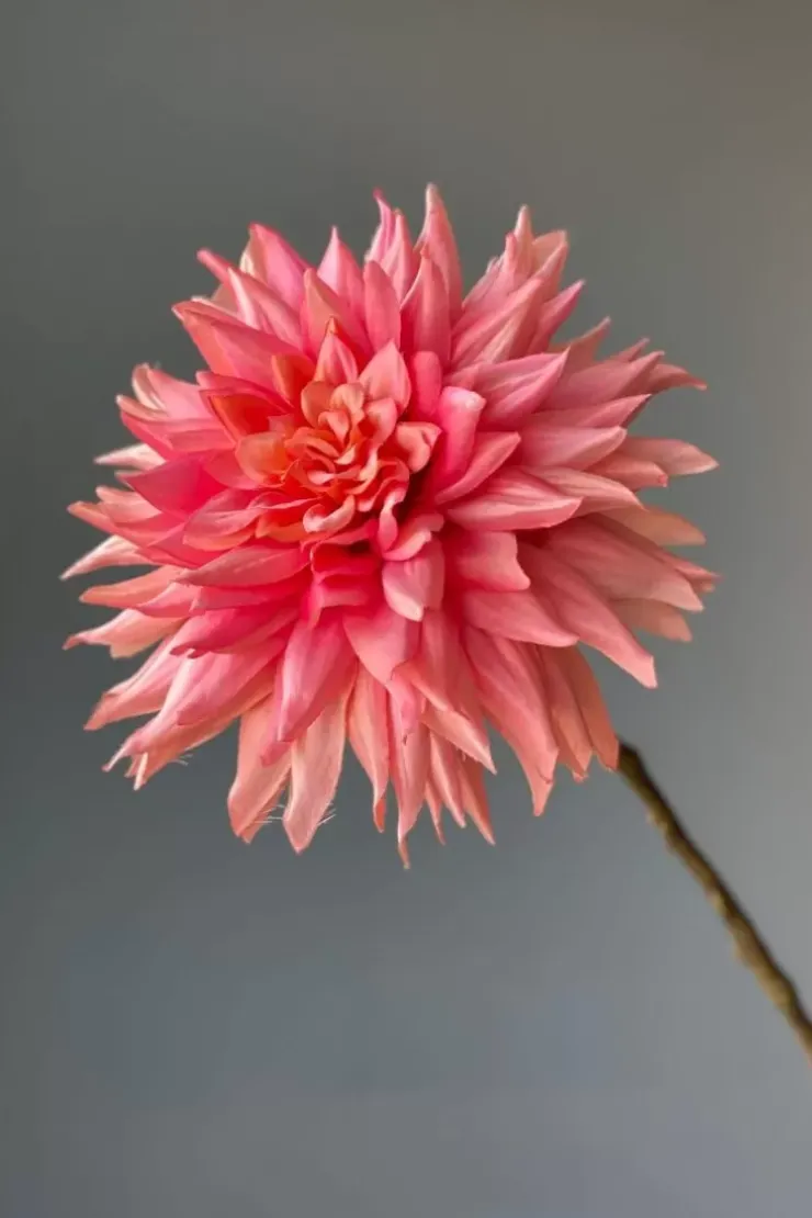 Kunstliche Blumen|Pip Studio Pip Kunstliche Blumen Vanilla Bloom